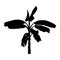 Realistic banana tree, silhouette black plant illustration