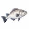 Realistic Bass Fish Drawing On White Background