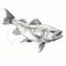 Realistic Bass Fish Graphic Illustration In Black And White