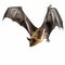 Realistic Bat In Flight: Colorized, Dignified Poses On White Background