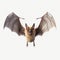 Realistic Bat Flying Over White Background In Digital Style