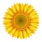 Realistic beautiful bright yellow sunflower blossom isolated