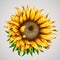 Realistic beautiful sunflower. Yellow flower. Summer concept.