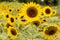 Realistic beautiful yellow sunflower plant landscape in the farm garden field
