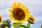 Realistic beautiful yellow sunflower plant landscape in the farm garden field