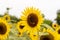 Realistic beautiful yellow sunflower plant landscape in the farm garden field