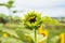 Realistic beautiful yellow sunflower plant landscape in the farm garden field