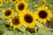 Realistic beautiful yellow sunflower plant landscape in the farm garden field