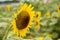 Realistic beautiful yellow sunflower plant landscape in the farm garden field