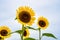 Realistic beautiful yellow sunflower plant landscape in the farm garden field