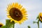 Realistic beautiful yellow sunflower plant landscape in the farm garden field