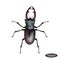 Realistic beetle deer isolated on a white background. Beautiful vector illustration insect. Natural beetle macro icon.