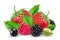 Realistic berries vector. Strawberry, raspberry, goose berry, blackberry isolated on white background