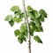 Realistic Birch Tree Illustration With Detailed Foliage