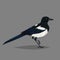 Realistic bird Magpie isolated on a grey background.