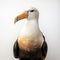 Realistic Bird Portrait: Serene Oceanic Vistas In Uhd By Don Bergland