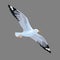 Realistic bird Seagull isolated on a grey background. Vector illustration of European Herring Gull.