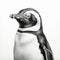Realistic Black And White African Penguin Portrait Tattoo Drawing