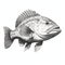 Realistic Black And White Bass Fish Drawing With Detailed Character Illustrations