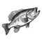 Realistic Black And White Bass Illustration By Sam Guay