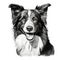 Realistic Black And White Border Collie Drawings: Detailed Character Illustrations