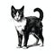 Realistic Black And White Cat Illustration