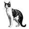 Realistic Black And White Cat Illustration In Bold Chromaticity