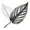 Realistic Black And White Leaves Drawing For Sale