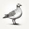 Realistic Black And White Line Drawing Of A Small Gull