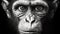 Realistic Black And White Photo Of An Old Chimpanzee In The Style Of Igor Morski