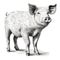 Realistic Black And White Pig Illustration With Detailed Cross-hatching