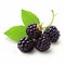 Realistic Blackberry Illustration On White Background