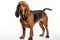 Realistic bloodhound clipart