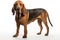Realistic bloodhound clipart