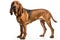 Realistic bloodhound clipart