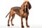 Realistic bloodhound clipart