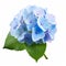 Realistic Blue Hydrangea Flower On White Background