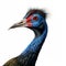 Realistic Blue And Red Cassowary Painting With Detailed Rendering