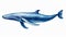 Realistic Blue Whale Painting In Transparent Water On White Background