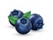 Realistic blueberry 3d. Fresh blueberry with green leafs. Bilberry icons. Design element for sweets