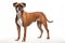 Realistic Boxer dog clipart