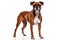 Realistic Boxer dog clipart