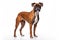 Realistic Boxer dog clipart