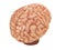 Realistic brain from side or front view isolated on a white background 3d rendering