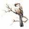 Realistic Brushwork: Detailed Bird Illustration On White Background