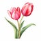 Realistic Brushwork Tulip Clipart: Vibrant Watercolor Vector Illustration