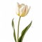 Realistic Brushwork: White Tulip On White Background With Light Yellow Accents