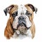 Realistic Bulldog Portrait: Detailed Charcoal Drawing On White Background