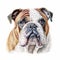 Realistic Bulldog Portrait On White Background