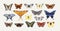 Realistic butterflies set. Flying insects, delicate moths species with multicolored wings collection. Vintage detailed